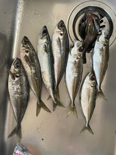 アジの釣果