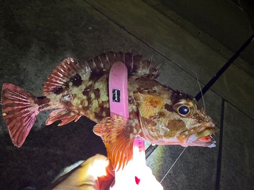 カサゴの釣果