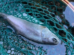 ホンマスの釣果
