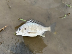 キビレの釣果