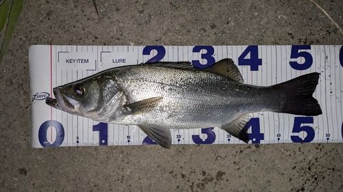 フッコ（マルスズキ）の釣果