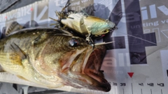 ブラックバスの釣果