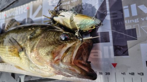 ブラックバスの釣果