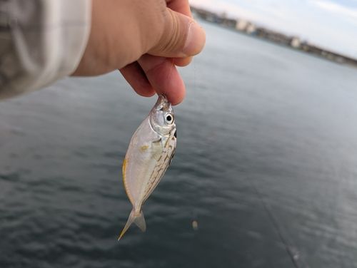 ヒイラギの釣果