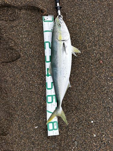 ブリの釣果