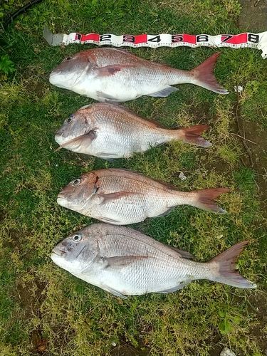 マダイの釣果
