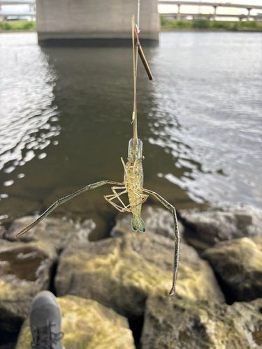テナガエビの釣果
