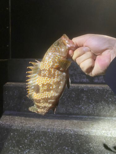 アコウの釣果