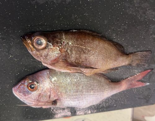 マダイの釣果