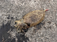 コウイカの釣果