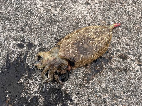 コウイカの釣果