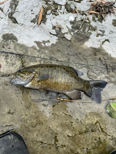 スモールマウスバスの釣果