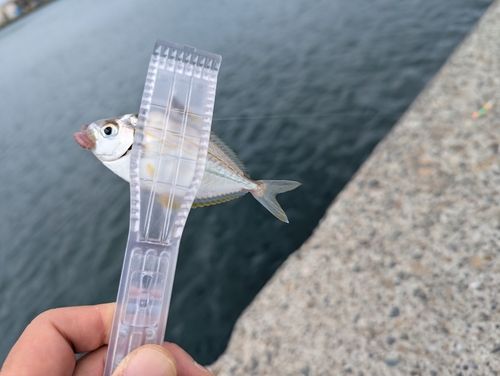 ヒイラギの釣果