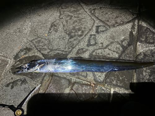 タチウオの釣果