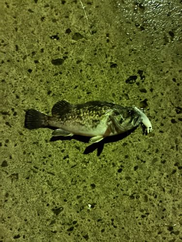 クロソイの釣果