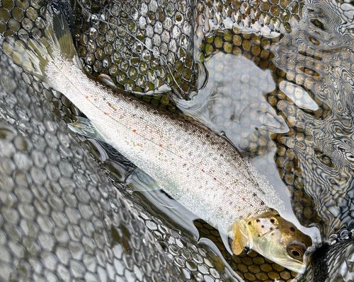 ブラウントラウトの釣果