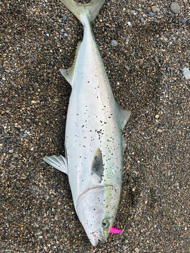 ブリの釣果