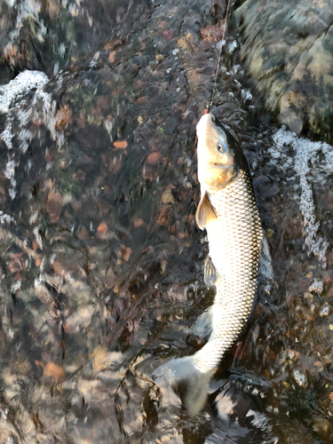 ニゴイの釣果