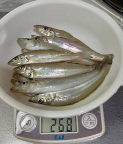 キスの釣果