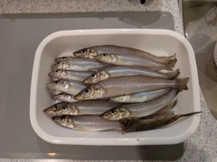 キスの釣果