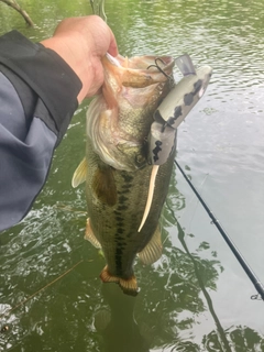 ラージマウスバスの釣果