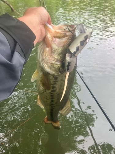 ラージマウスバスの釣果