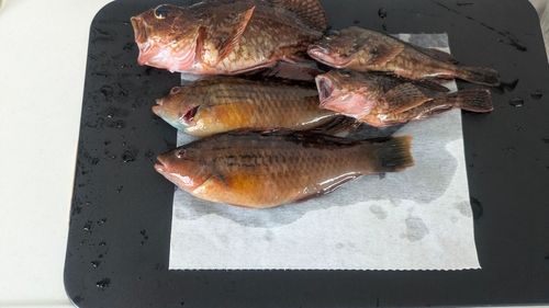 ガシラの釣果