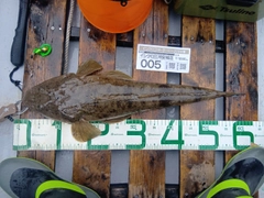 マゴチの釣果