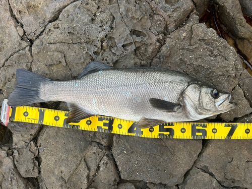 ヒラスズキの釣果