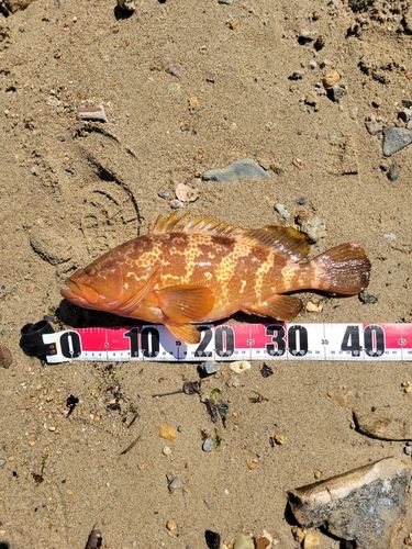 アコウの釣果