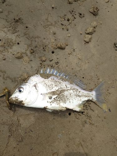 キビレの釣果