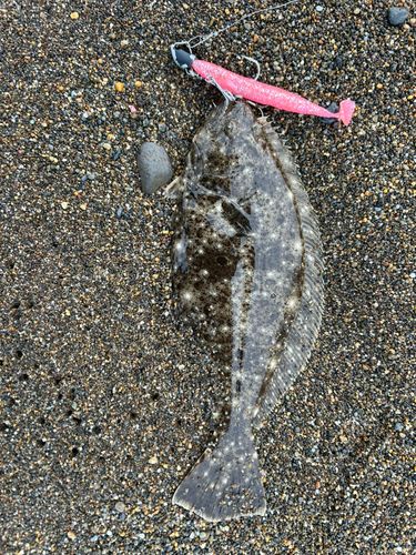 ソゲの釣果