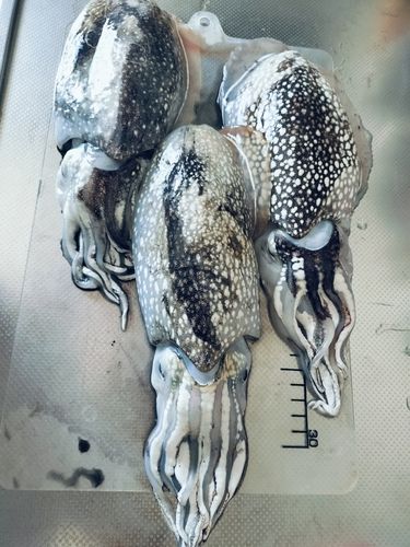コウイカの釣果