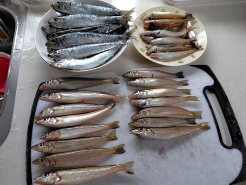 キスの釣果