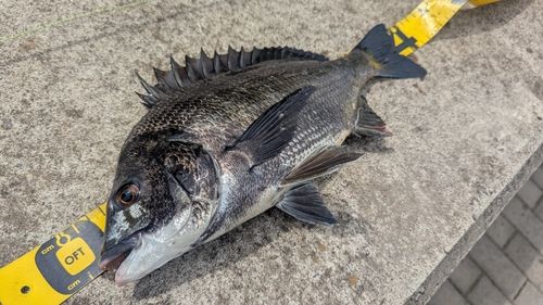 クロダイの釣果