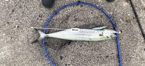 サゴシの釣果