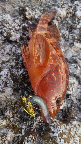 アコウの釣果