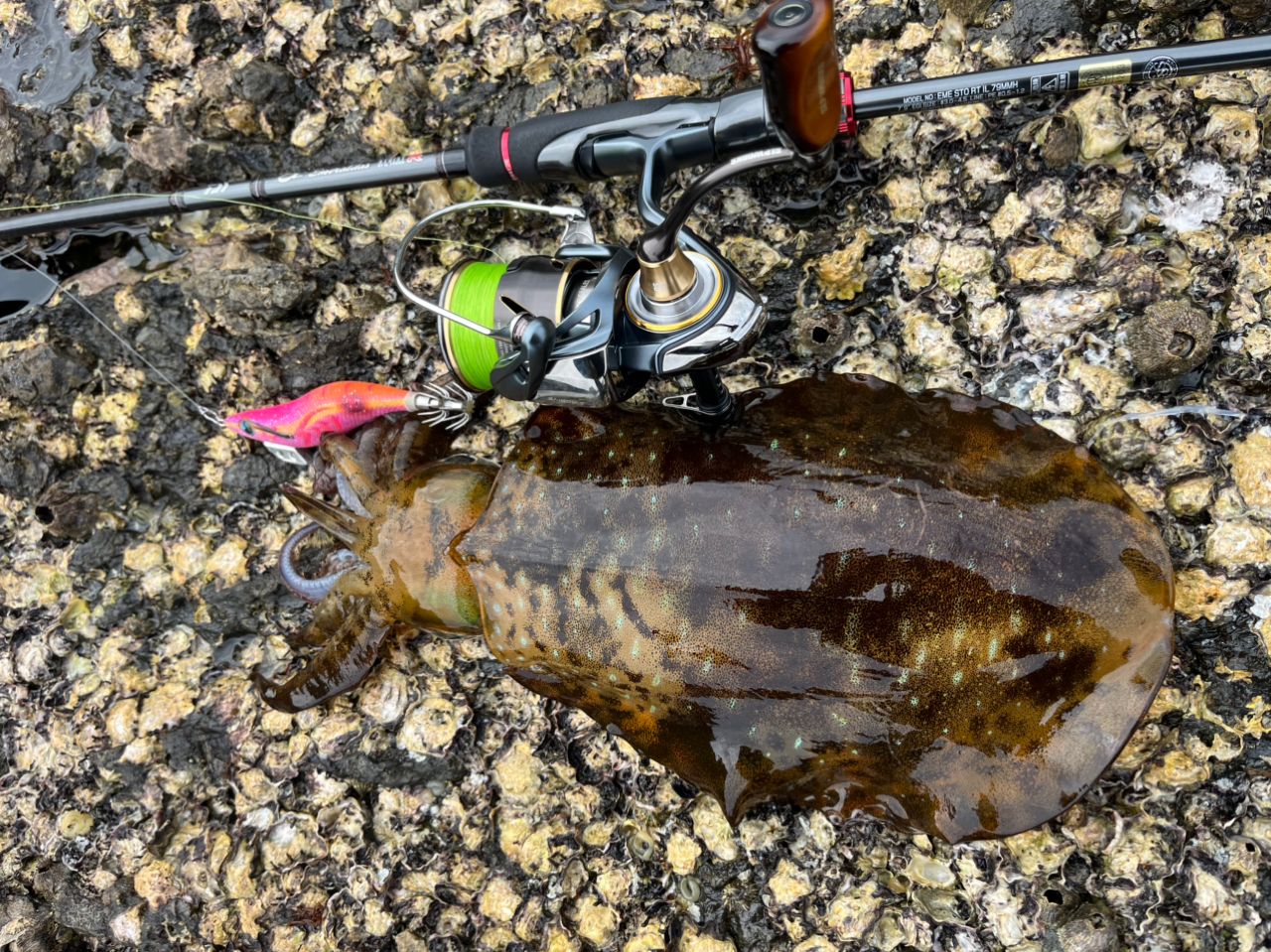 DAIWA 22エメラルダス ストイスト RT IL 79MMHの最安値・インプレ
