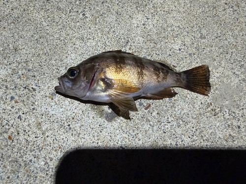 ウスメバルの釣果