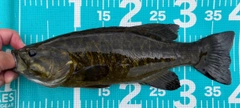 スモールマウスバスの釣果