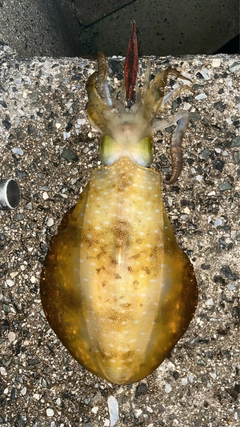 アオリイカの釣果