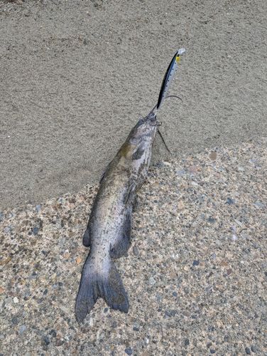 アメリカナマズの釣果