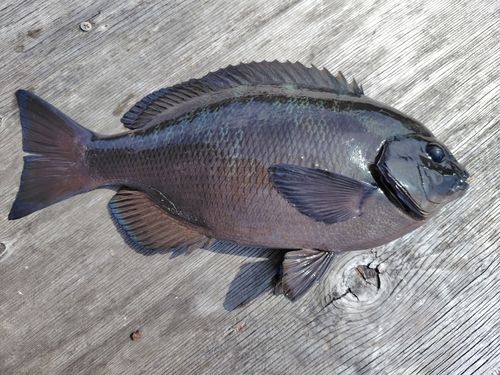 メジナの釣果