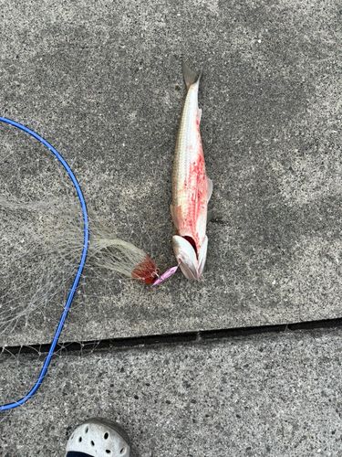 モンゴウイカの釣果