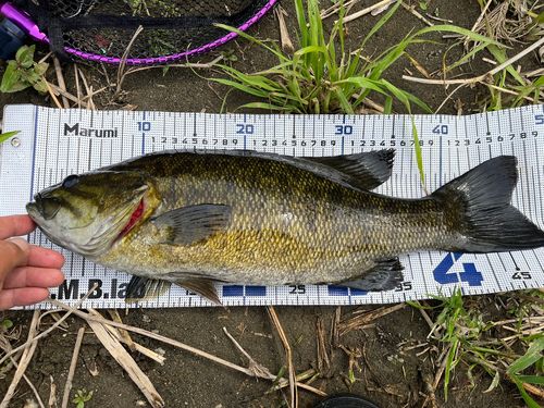 スモールマウスバスの釣果