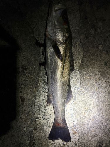 スズキの釣果