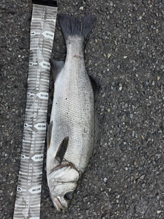 ヒラスズキの釣果