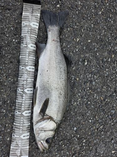 ヒラスズキの釣果