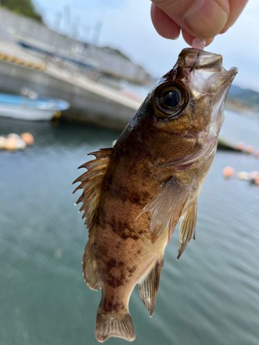 メバルの釣果