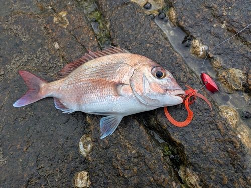 タイの釣果